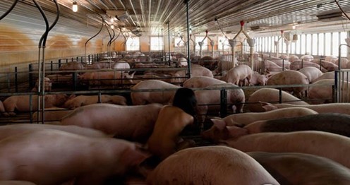 美女与猪裸睡 惊世骇俗的各种行为艺术<em>图片</em>频