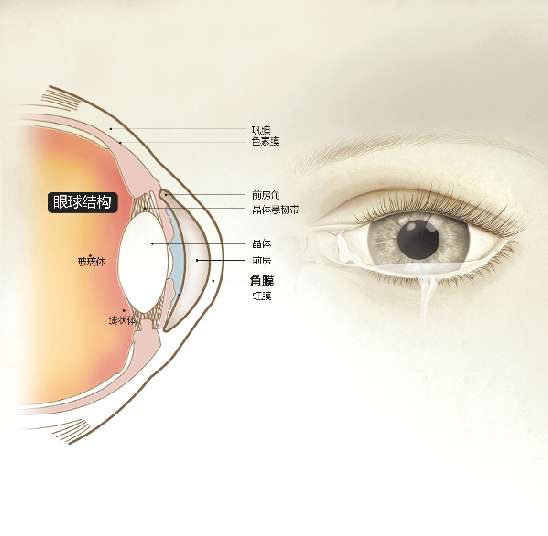 我想卖了自己的一个眼角膜,谁知道有什么渠道吗?我知道医院不能活动捐献,真是没办法了,谁知道求告诉。