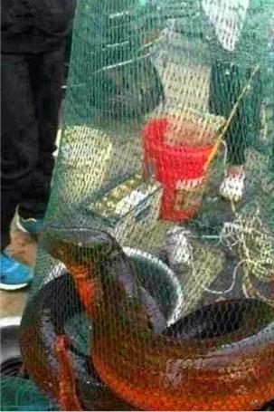 36斤野生大黄鳝惊呆渔民千年黄鳝精长1.5米