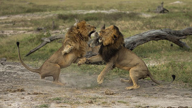 非洲雄狮为争夺配偶与霸权激烈打斗(图)图片频