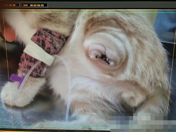 西安一小区地下室现虐猫事件 猫腿被剪猫眼被粘胶水