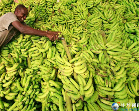 28个你不知道有趣真相:头发能承受大象体重_娱