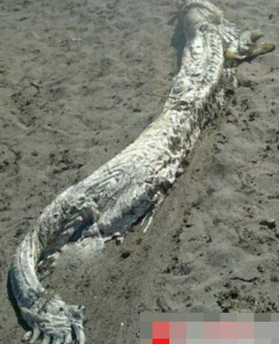 外星人尸体?盘点海滩上的那些神秘怪兽_明星