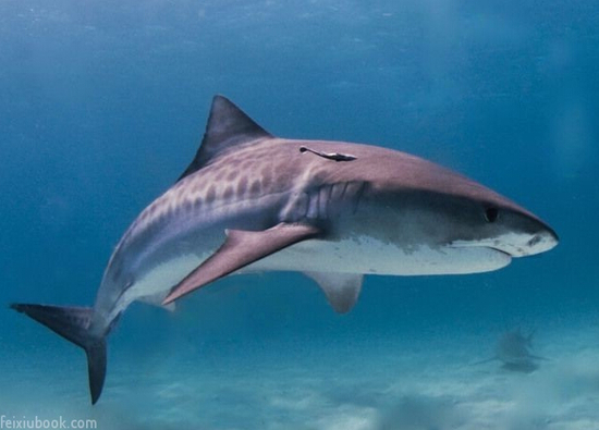 为什么说没有十足的勇气 就别去澳大利亚!_出