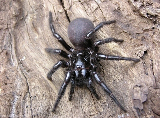 为什么说没有十足的勇气 就别去澳大利亚!_出