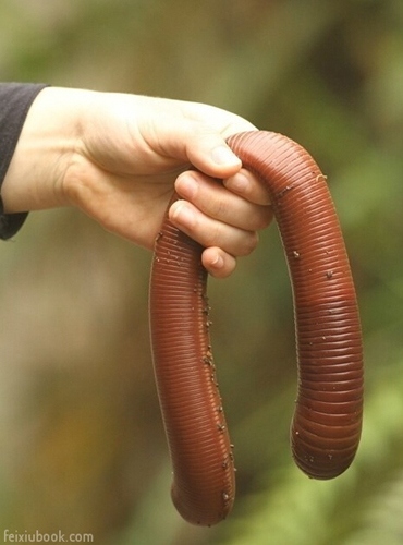 为什么说没有十足的勇气 就别去澳大利亚!_出