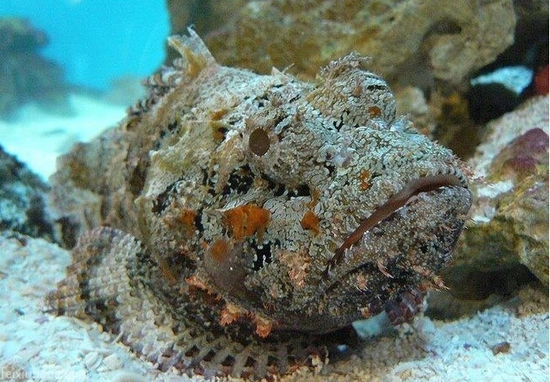 为什么说没有十足的勇气 就别去澳大利亚!_出