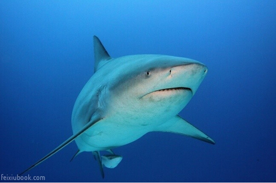 为什么说没有十足的勇气 就别去澳大利亚!_出