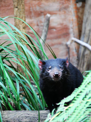 为什么说没有十足的勇气 就别去澳大利亚!_出