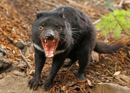 为什么说没有十足的勇气 就别去澳大利亚!_出