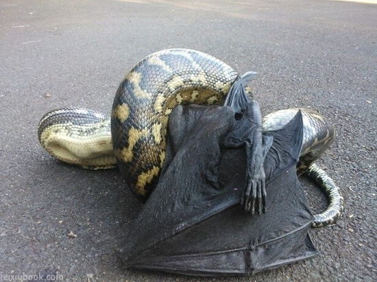 为什么说没有十足的勇气 就别去澳大利亚!_出