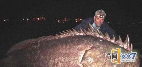 透明虾巨型石斑鱼 自然界千奇百怪的生物图片频道 - 海口网 - 海口权威新闻门户网站