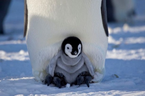 摄像机伪装小伙伴记录小企鹅南极生活图片频