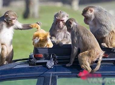 猖狂猴子发动公交车引发交通事故 盘点动物模仿人类的