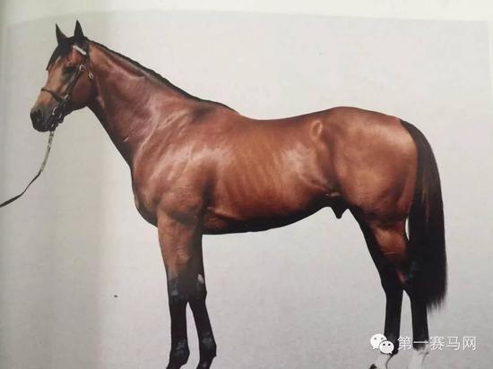 1赛马网:赵志恒谈相马 优秀家族加近亲繁育是