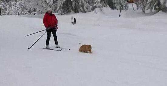 挪威宠物猫力大无穷 独家制造猫拉雪橇载主人