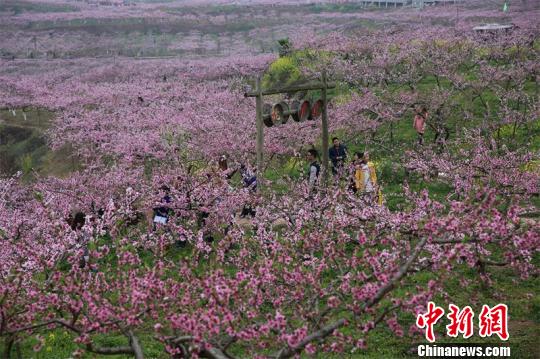 四川西充:万亩桃花吸引10万游客 车辆排行十公