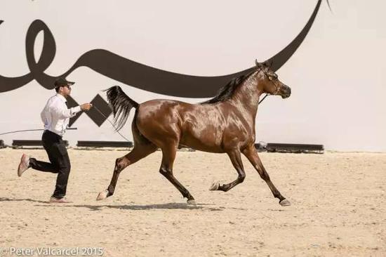 美丽勇敢的阿拉伯马:发展历史悠久 曾被用作战马_体育快讯_体育新闻_海口网