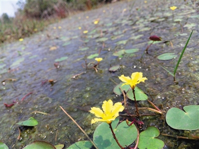 海南珍稀水生动植物: 绝处逢生的湿地“精灵”