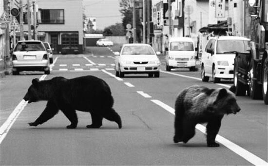 日本杀人熊出没已致5人死亡小熊会模仿捕食人类