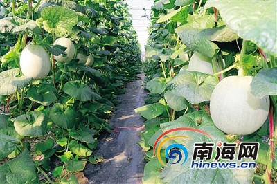 新龙镇生产的哈密瓜.