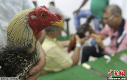 科学家:鸡的智力水平被低估 对数字有一定认知