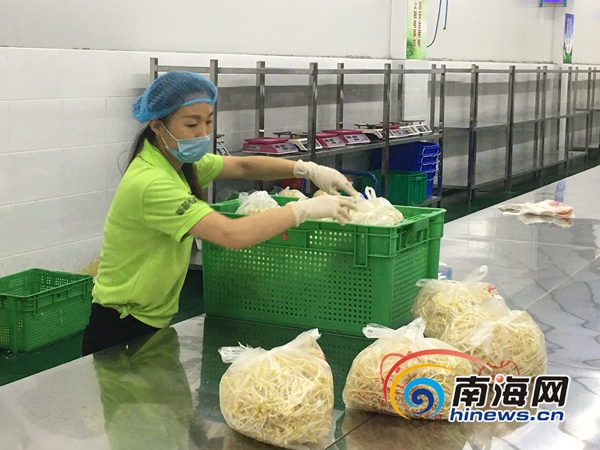 探访海口工业化豆芽厂 教您如何辨别放心豆芽