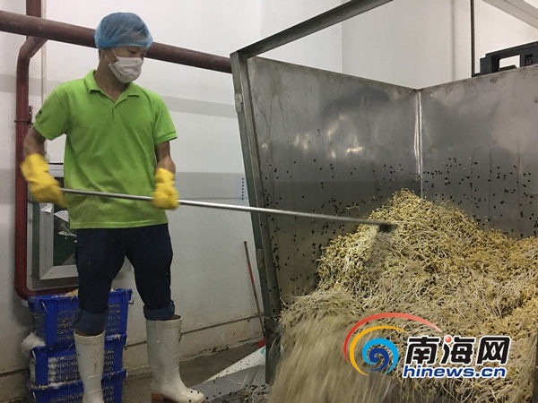 探访海口工业化豆芽厂 教您如何辨别放心豆芽