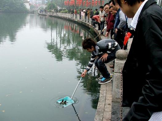 东湖公园里的观赏鱼怎么能随意乱抓[组图]_现