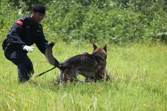 警犬扑倒犯罪分子.