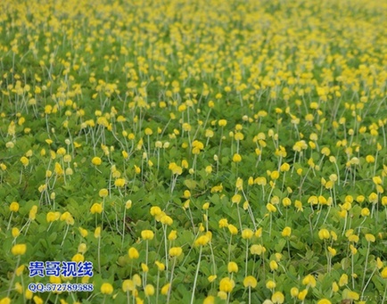 假花生花“喜笑颜开” 椰城被妆扮得十分美丽_现场快报_网友写