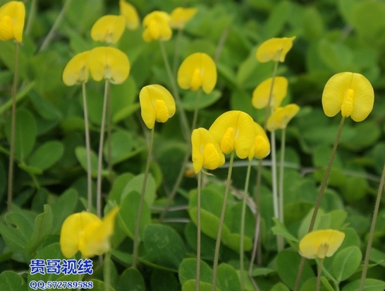 假花生花喜笑颜开+椰城被妆扮得十分美丽