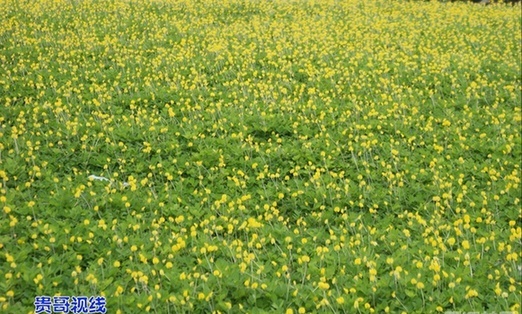 假花生花“喜笑颜开” 椰城被妆扮得十分美丽_现场快报_网友写吧_海口网