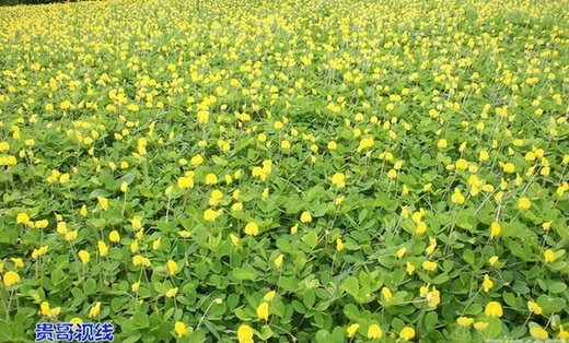 假花生花“喜笑颜开” 椰城被妆扮得十分美丽_现场快报_网友写吧_海口网