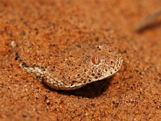 自然界中恐怖的“致命杀手”图片频道 - 海口网 - 海口权威新闻门户网站