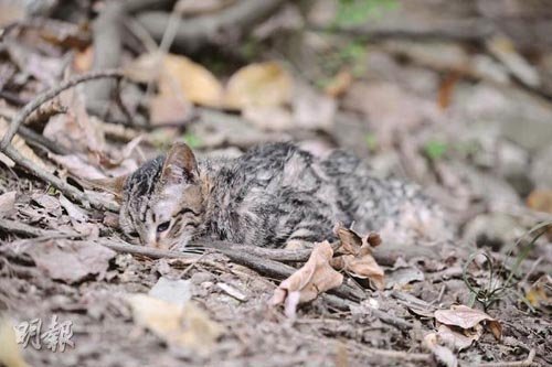 香港现连环冷血虐猫杀手 疑下毒虐杀10只猫(图)