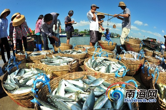 琼海市潭门镇渔港,渔民们忙着搬运新鲜的海鱼.(记者秦彦摄)