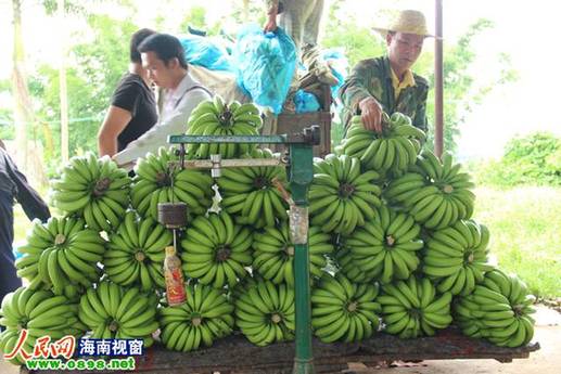 海南农垦龙江农场:下好二次创业中的产业棋_海