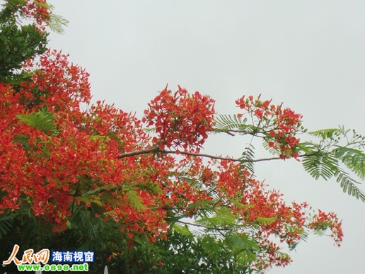 文昌校园内凤凰花娇艳欲滴 缓解高考压力_海南