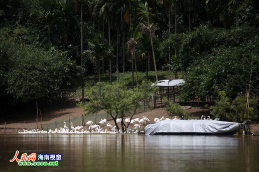 万泉河采砂调查:缺失执法致采砂处无序状态_曝