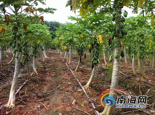 黄先生等人在乐东种植的木瓜地