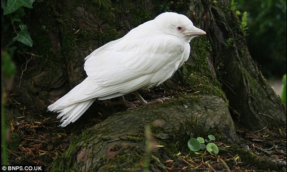 英国乡村惊现白乌鸦引围观世界罕见组图