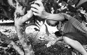 琼海果农种莲雾 200多棵树每年结十几万元_