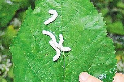 养蚕日记_收入_养蚕收入