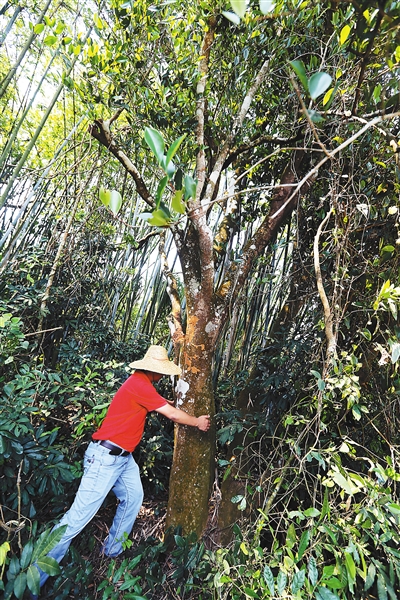 儋州发现16棵500年古油茶树 被誉为"东方橄榄油"