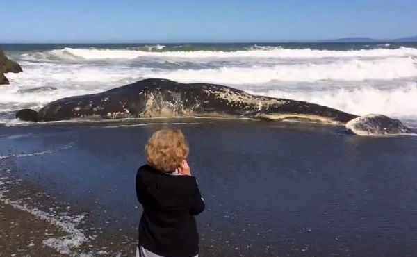 15米长抹香鲸搁浅海滩遭数人解刨图片频道