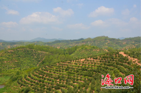 全国知名网站看赣州:南塘镇油茶产业带扶贫户致富_原创_聚焦海口_海口网