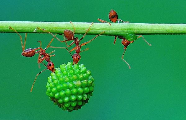 印尼蚂蚁搬运果实展现惊人团队力量图片频道 