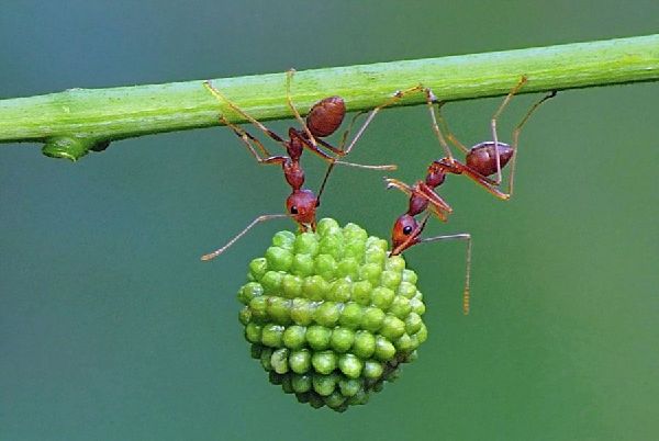 印尼蚂蚁搬运果实展现惊人团队力量图片频道 
