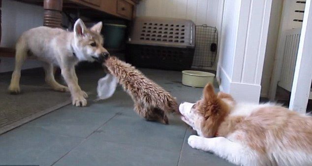 有爱视频记录小狼和小狗拔河游戏图片频道